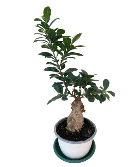 Picture of بونزاي