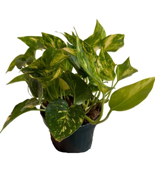 صورة بوتس هولندي